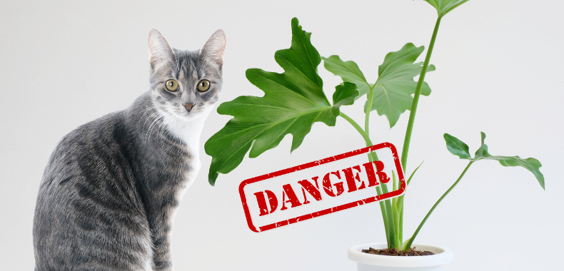 Plantes et aliments dangereux pour les chats