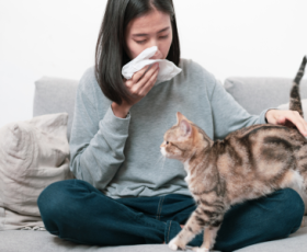 Quelle race de chat choisir si l'on est allergique ?
