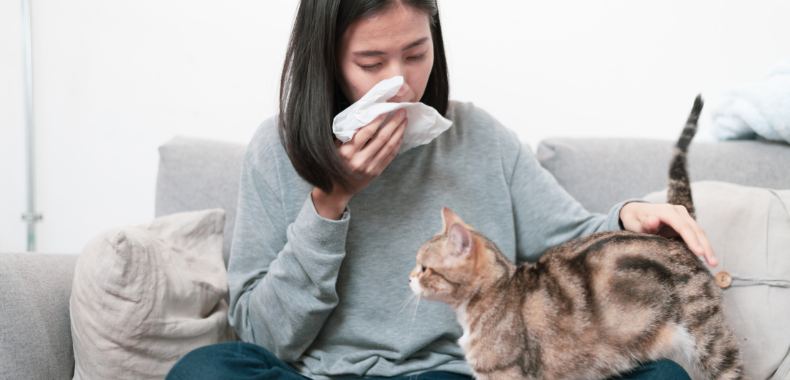 adopter un chat hypoallergenique