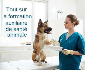 Guide formation auxiliaire vétérinaire échelon 3