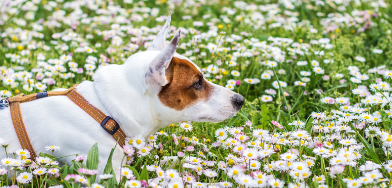 attention danger pour chien et chat au printemps