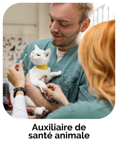 formation auxiliaire de santé animale