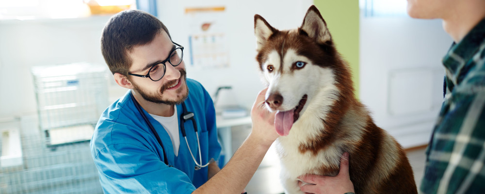 6 questions sur le métier d'auxiliaire de santé animale