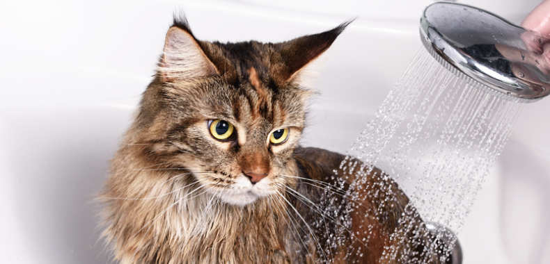 donner un bain à un chat