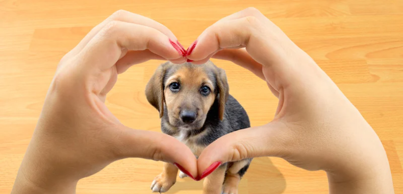 Les cinq chiens préférés des Français