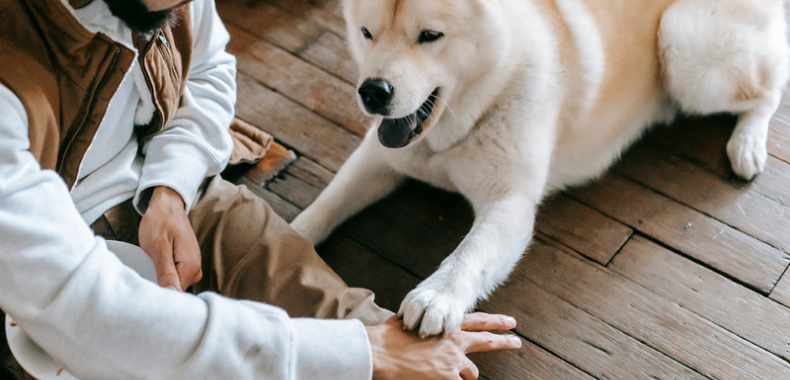 Quelle race de chien choisir