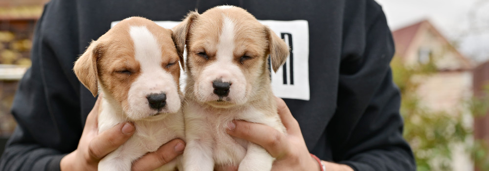 Comment Créer Un élevage De Chien