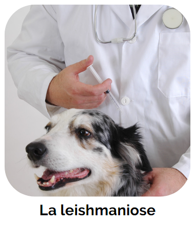 danger chien leishmaniose