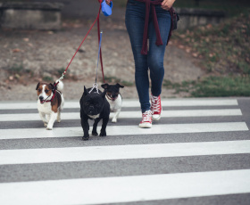 Devenir pet sitter professionnel et ouvrir une pension pour animaux