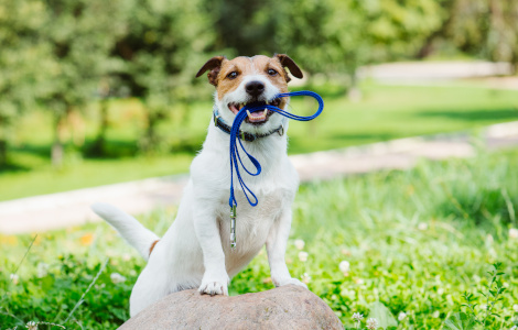 Les démarches pour devenir pet sitter professionnel