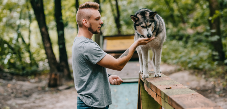 educateur chien et chat 