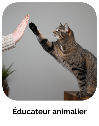 formation educateur comportementaliste chat