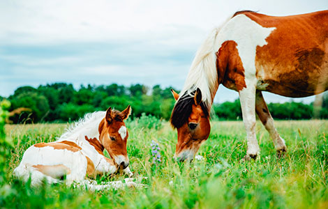 Créer un élevage de chevaux en 8 étapes