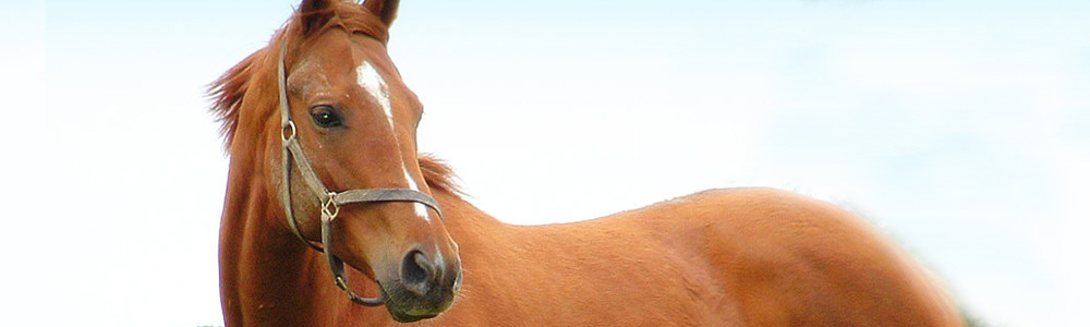 Se lancer dans l'élevage de chevaux