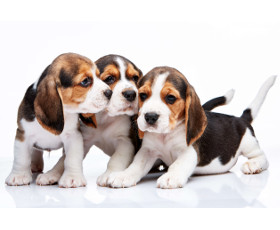 Éleveur de chien: un métier où vous devez posséder le CCAD
