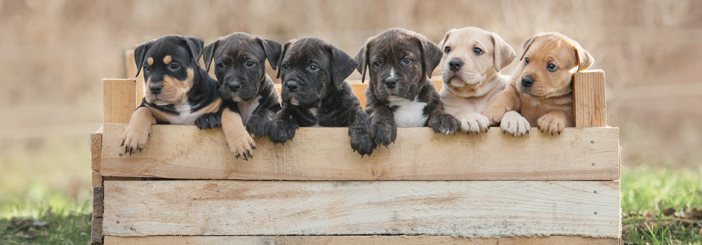 Elevage de chien : avantages et inconvénients du métier