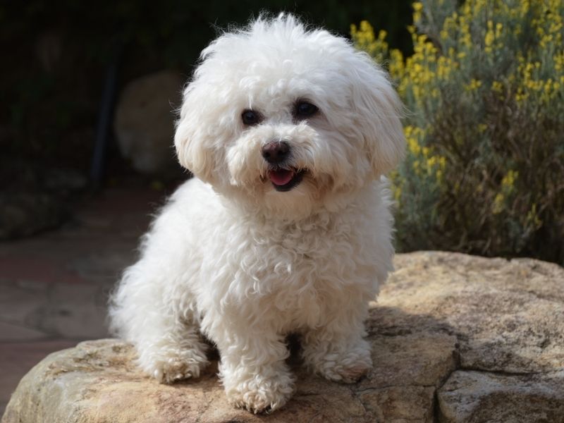Bichon maltais