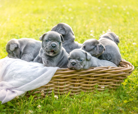 Guide formation éleveur de chiens