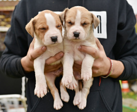 Guide formation éleveur canin