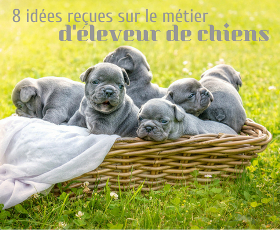 Elevage canin : 8 idées reçues sur le métier