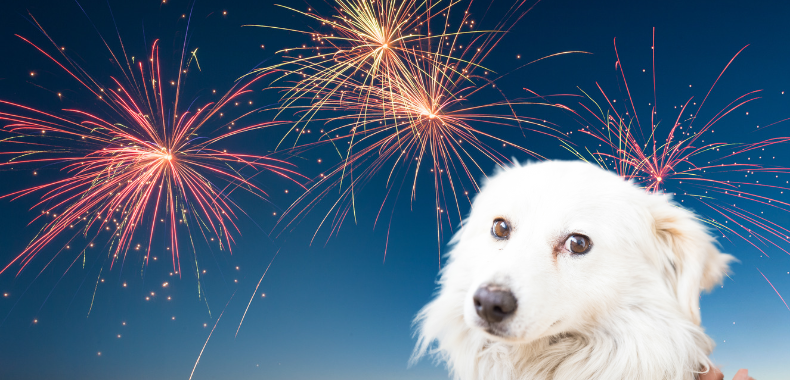 précautions à prendre avec un chien lors de feux d'artifice