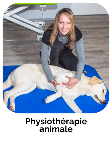 formation physiotherapie animale