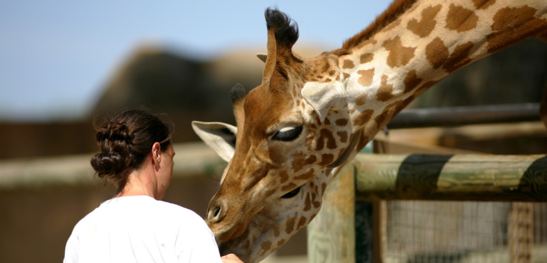 faire une formation ou un stage animalier pendant l'été