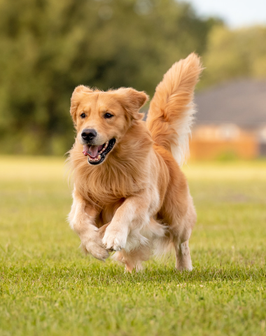 golden retriever 2e race préférée