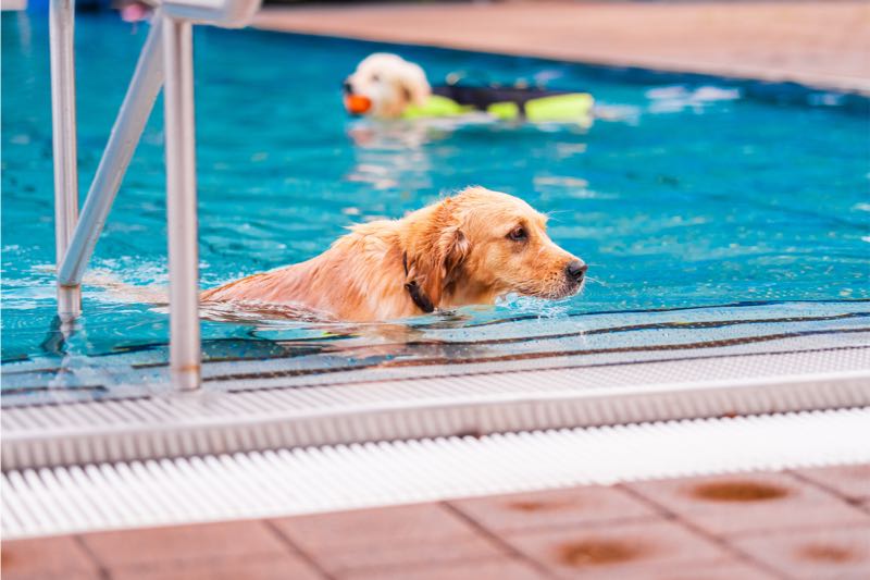 Balnéothérapie pour chien