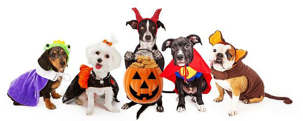 Animaux déguisés pour Halloween