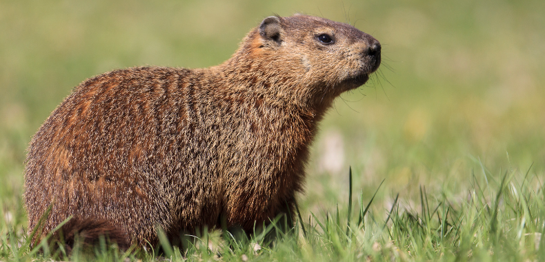 Marmotte sortie d'hibernation