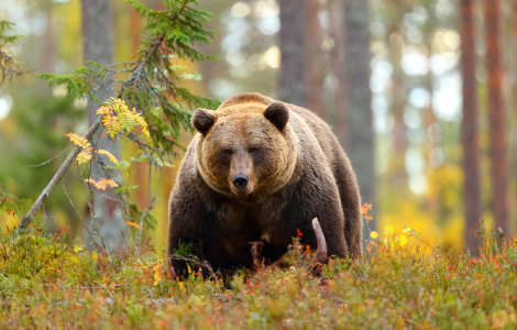 8 métiers avec les animaux sauvages