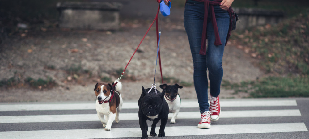 Le métier de pet sitter