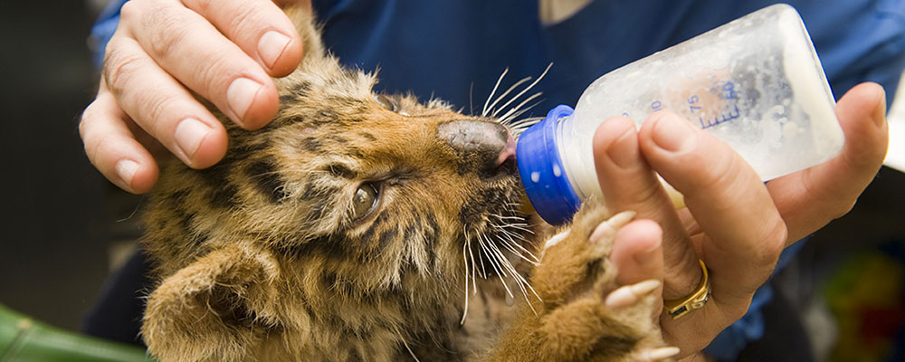 Le métier de soigneur animalier