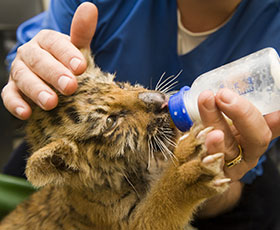 Métier de soigneur animalier