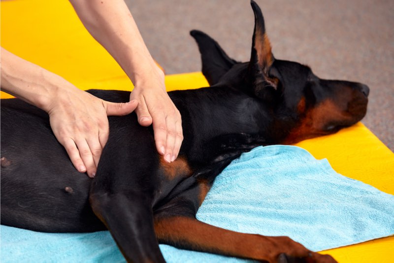 Masseur chien