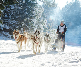 Métier animalier rare : musher