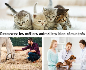 12 métiers avec les animaux bien payés