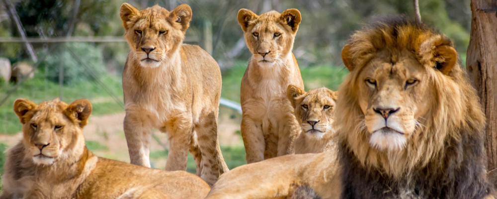 Les métiers dans parc zoologique