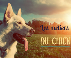 8 métiers pour travailler avec les chiens