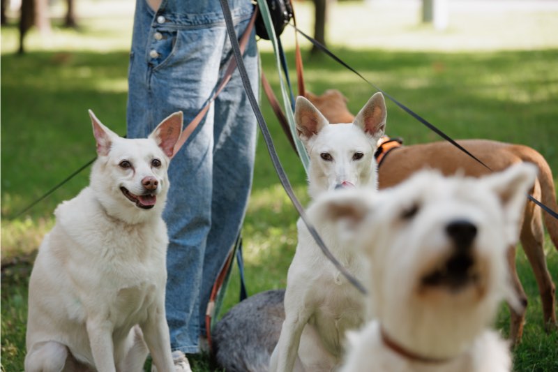 Pet sitter
