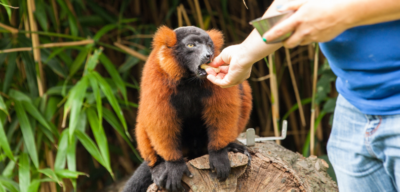 missions soigneur animaux zoo