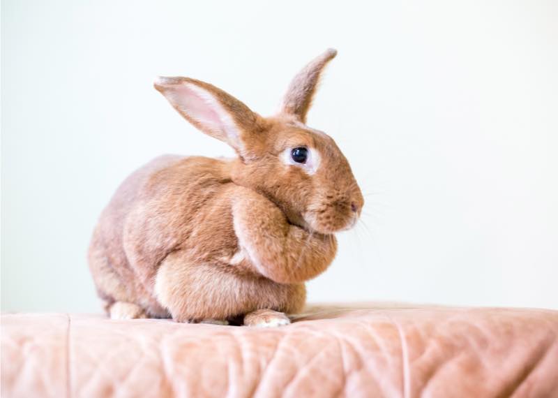 Lapin en surpoids
