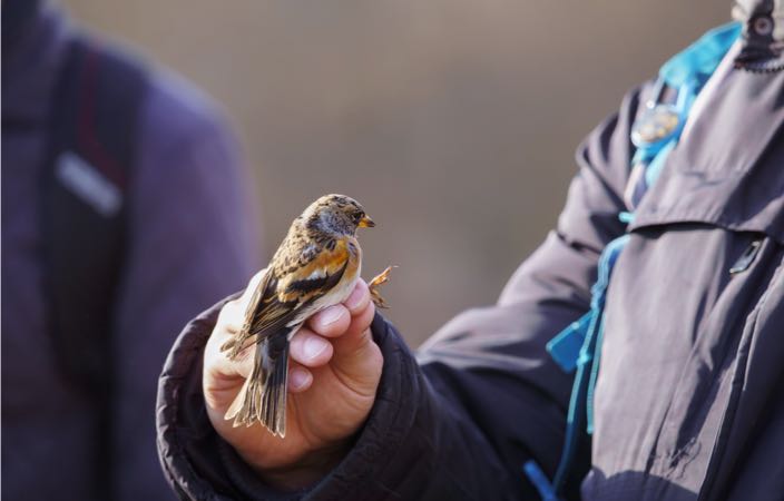 Ornithologues