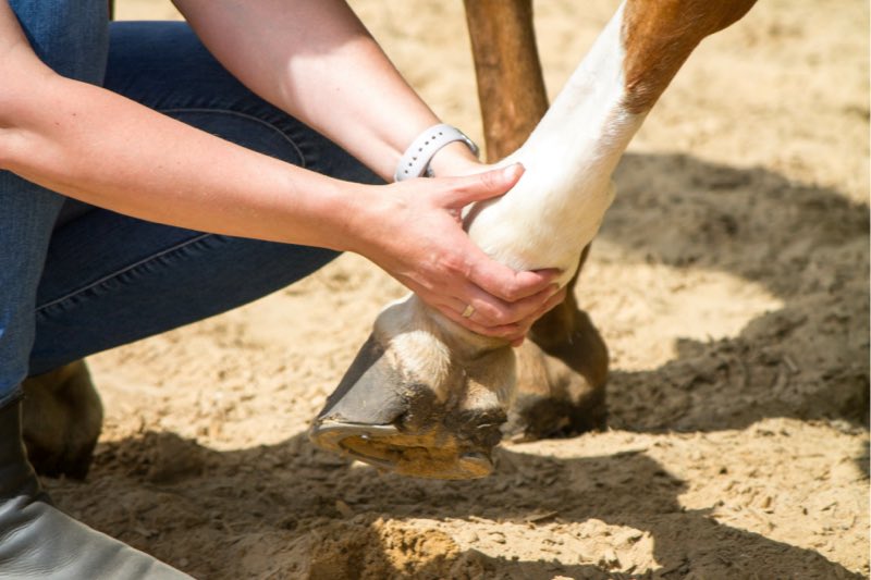 Etudes osteopathe equin