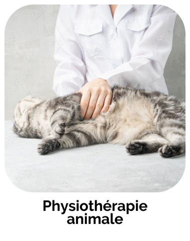 formation physiotherapie animale
