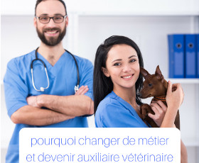 Etudes pour devenir veterinaire
