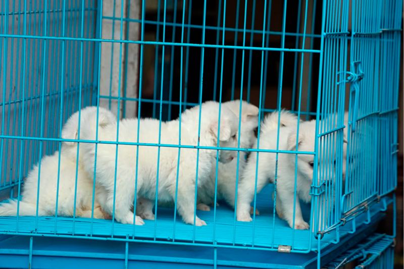 Salon du chiot