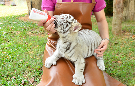 Avantages de faire un stage de soigneur animalier