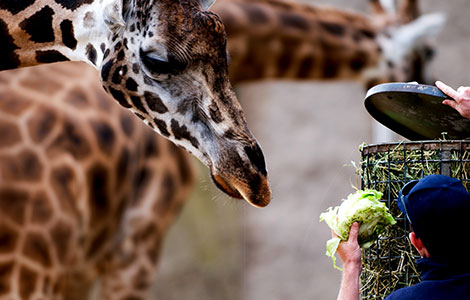 Comment trouver un stage de soigneur animalier ?